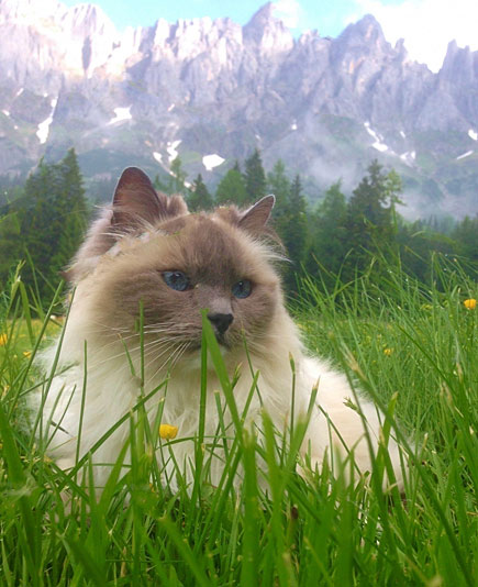 poes